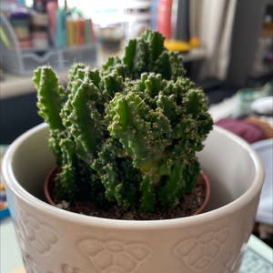 Dragon Bone Cactus plant photo by @jenkobeeno named Skellig on Greg, the plant care app.