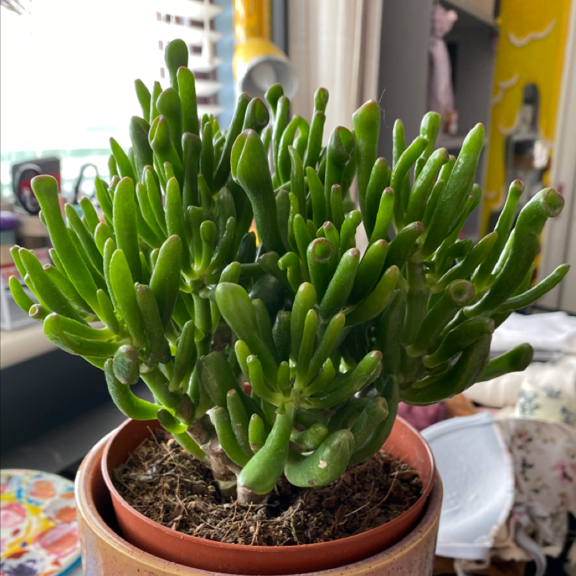 Lucky Plant plant photo by @jenkobeeno named higson on Greg, the plant care app.