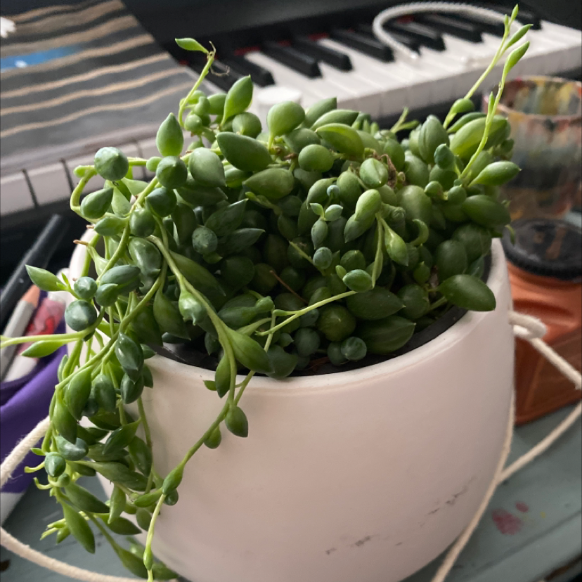 String of Pearls plant photo by @jenkobeeno named Biggie Cheese on Greg, the plant care app.