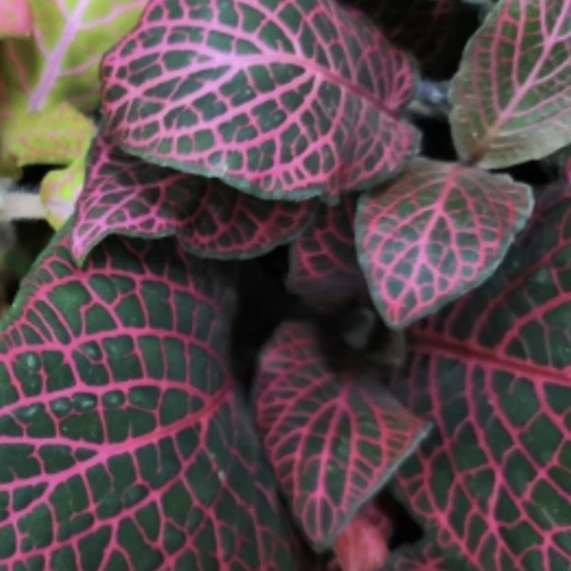 Nerve Plant plant photo by Sam named finn on Greg, the plant care app.