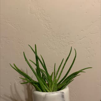 Aloe vera plant in Middleton, Idaho