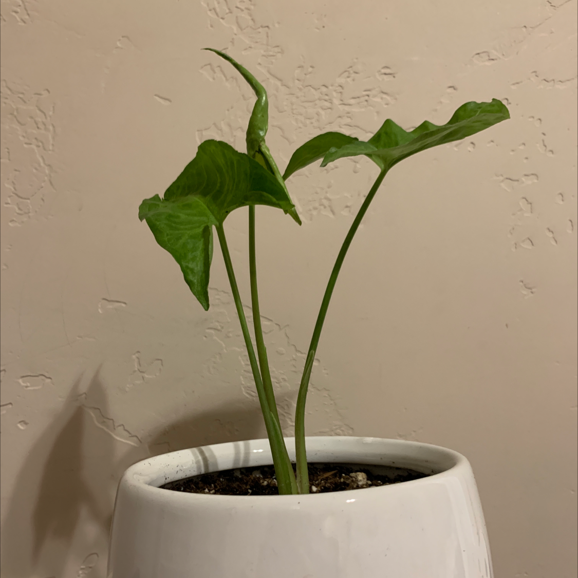 Syngonium 'White Butterfly' plant in a white pot with visible soil and slightly curled leaves.