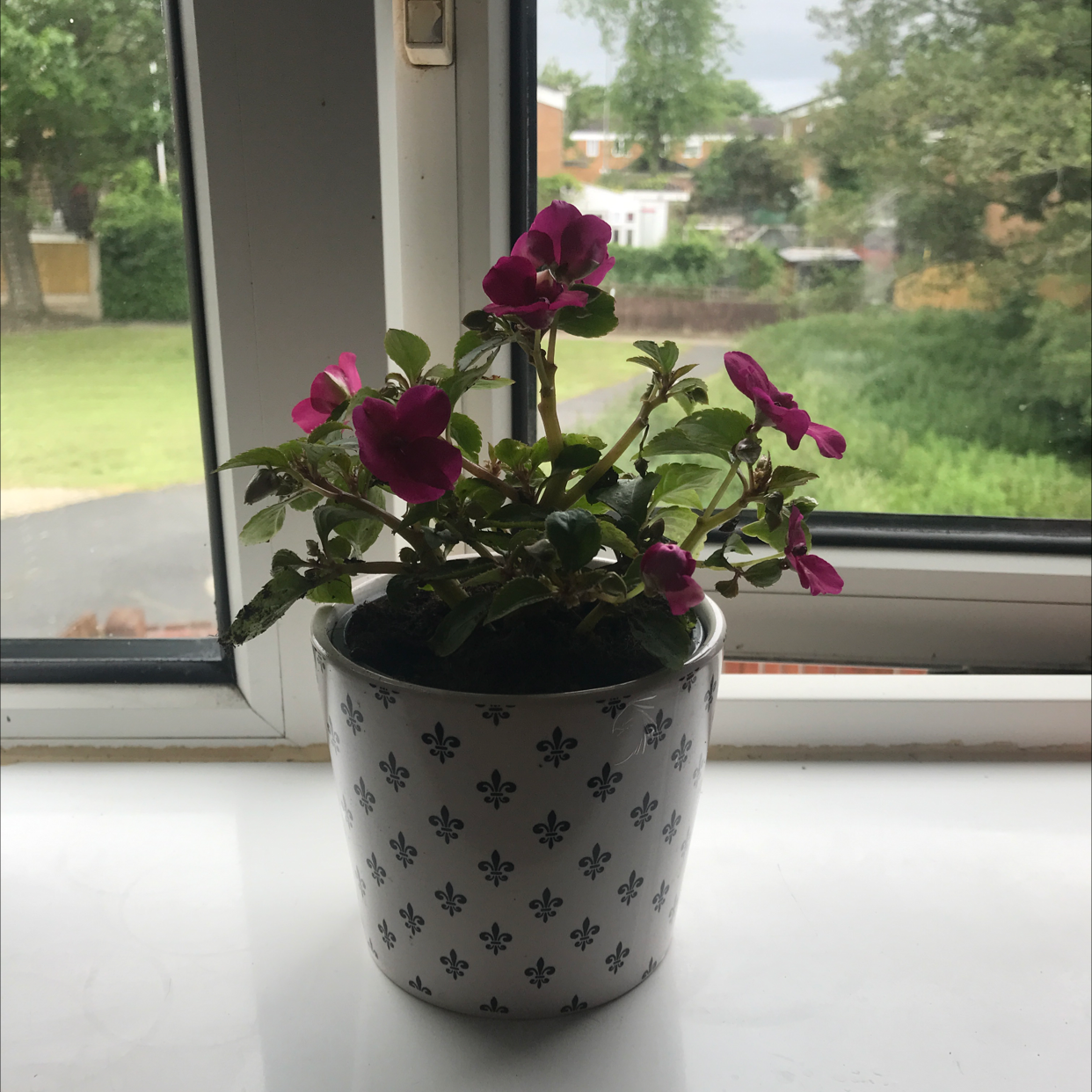 Buzzy Lizzy plant photo by @Dippy named Busy lizzy on Greg, the plant care app.