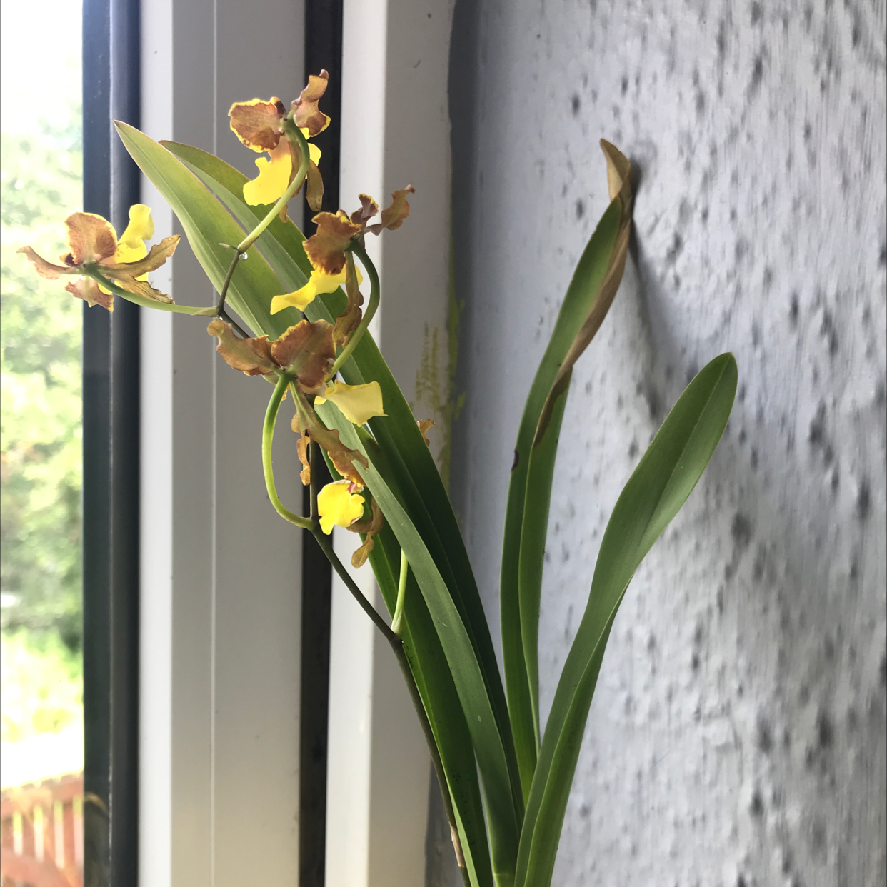 Dancing-Lady Orchid with yellow flowers and some browning, placed near a window.