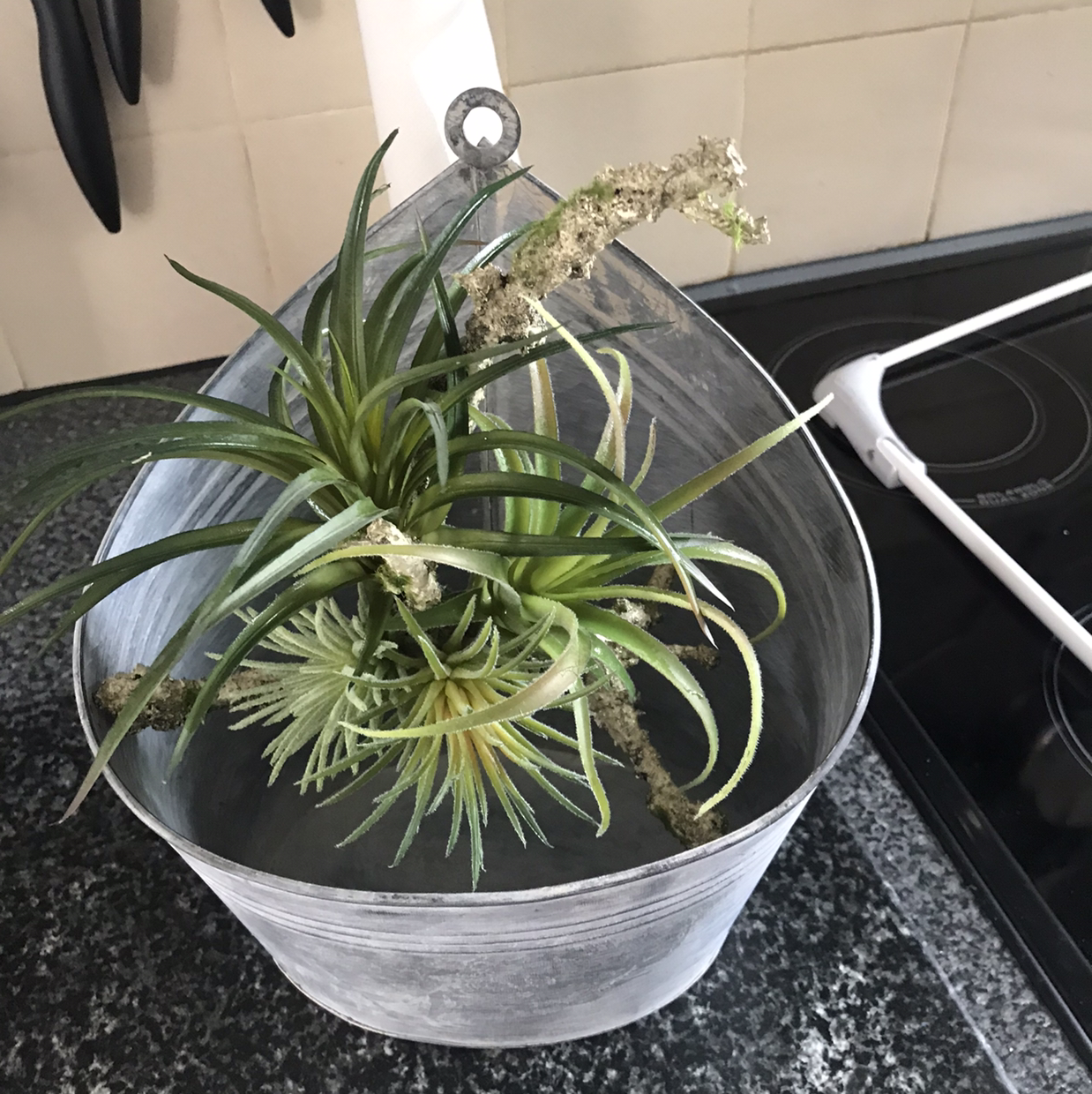Photo of the plant species Tillandsia velutina by @Dippy named Air plant on Greg, the plant care app