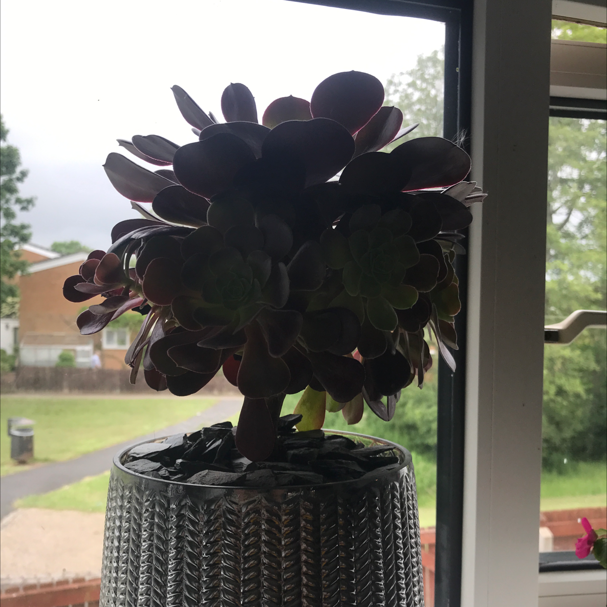 Aeonium Arboreum plant photo by @Dippy named Your plant on Greg, the plant care app.