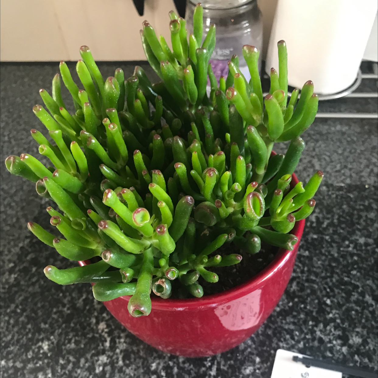 Finger Jade plant photo by @Dippy named Et fingers on Greg, the plant care app.