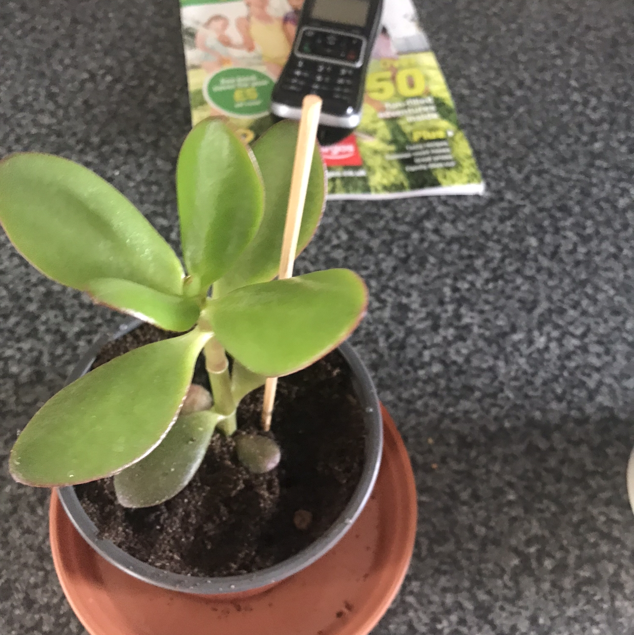 Photo of the plant species Crassula cotyledonis by @Dippy named Money plant on Greg, the plant care app