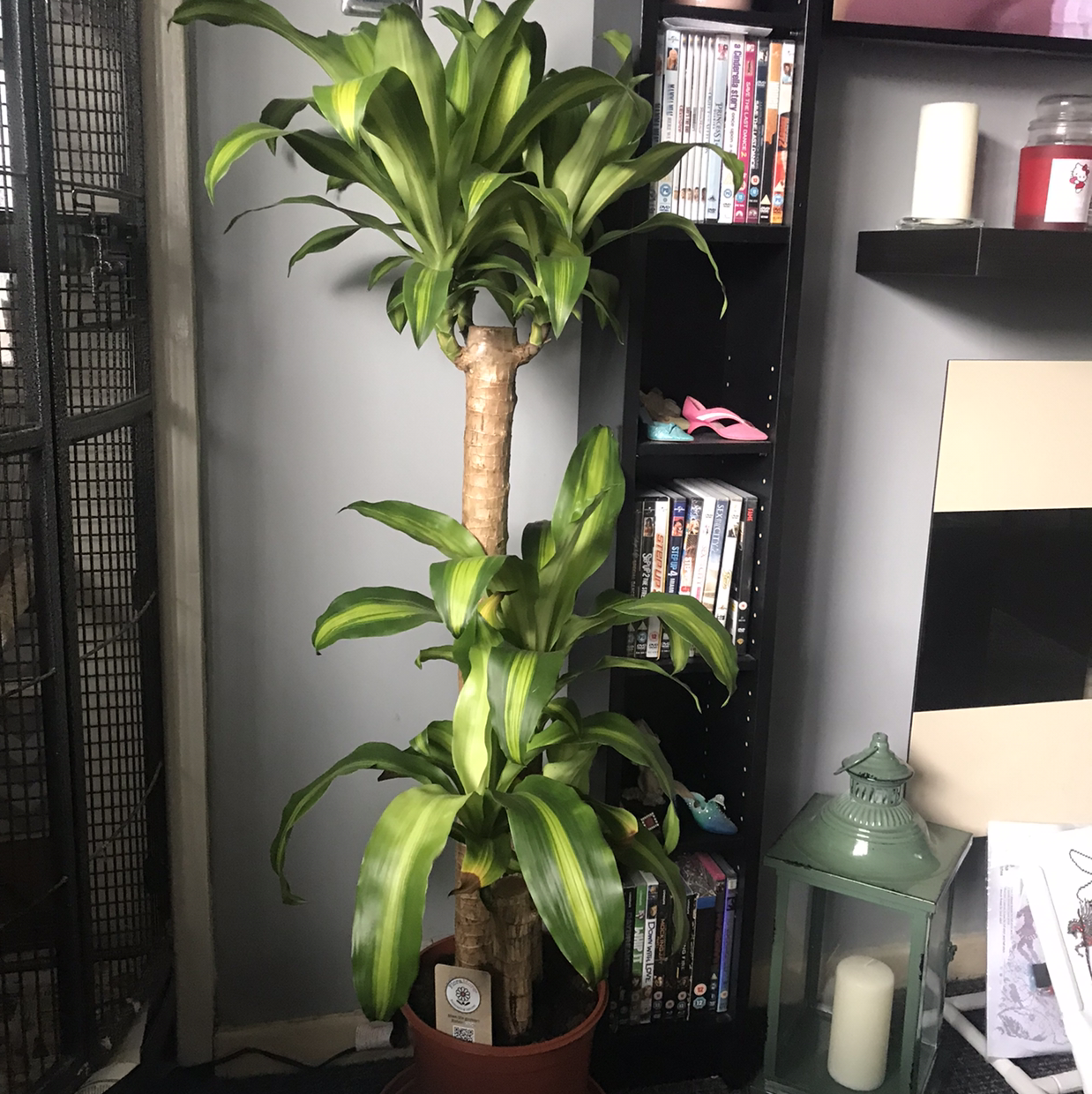 Dracaena Massangeana plant photo by @Dippy named Dracaena on Greg, the plant care app.