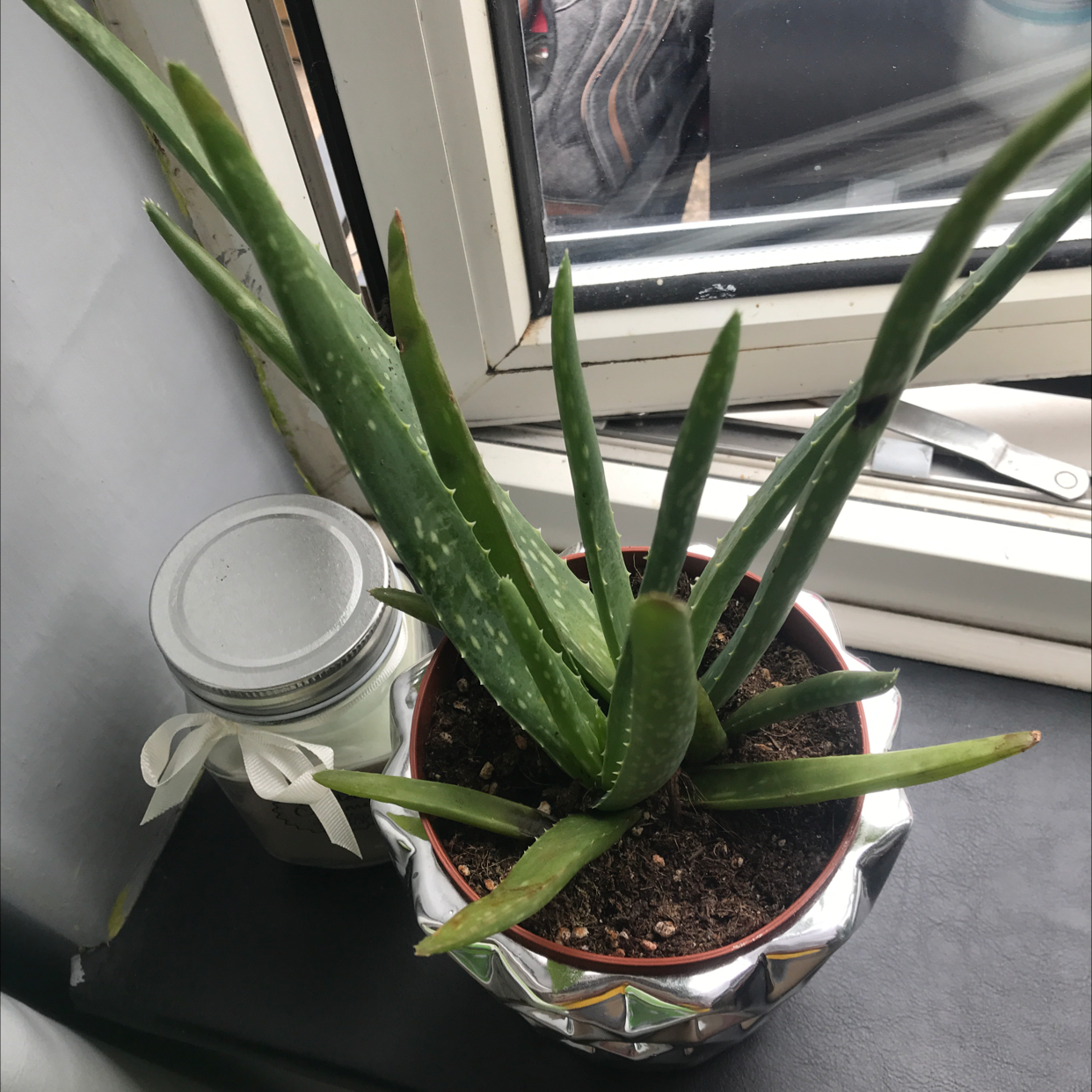 Aloe vera plant photo by @Dippy named Aloe on Greg, the plant care app.