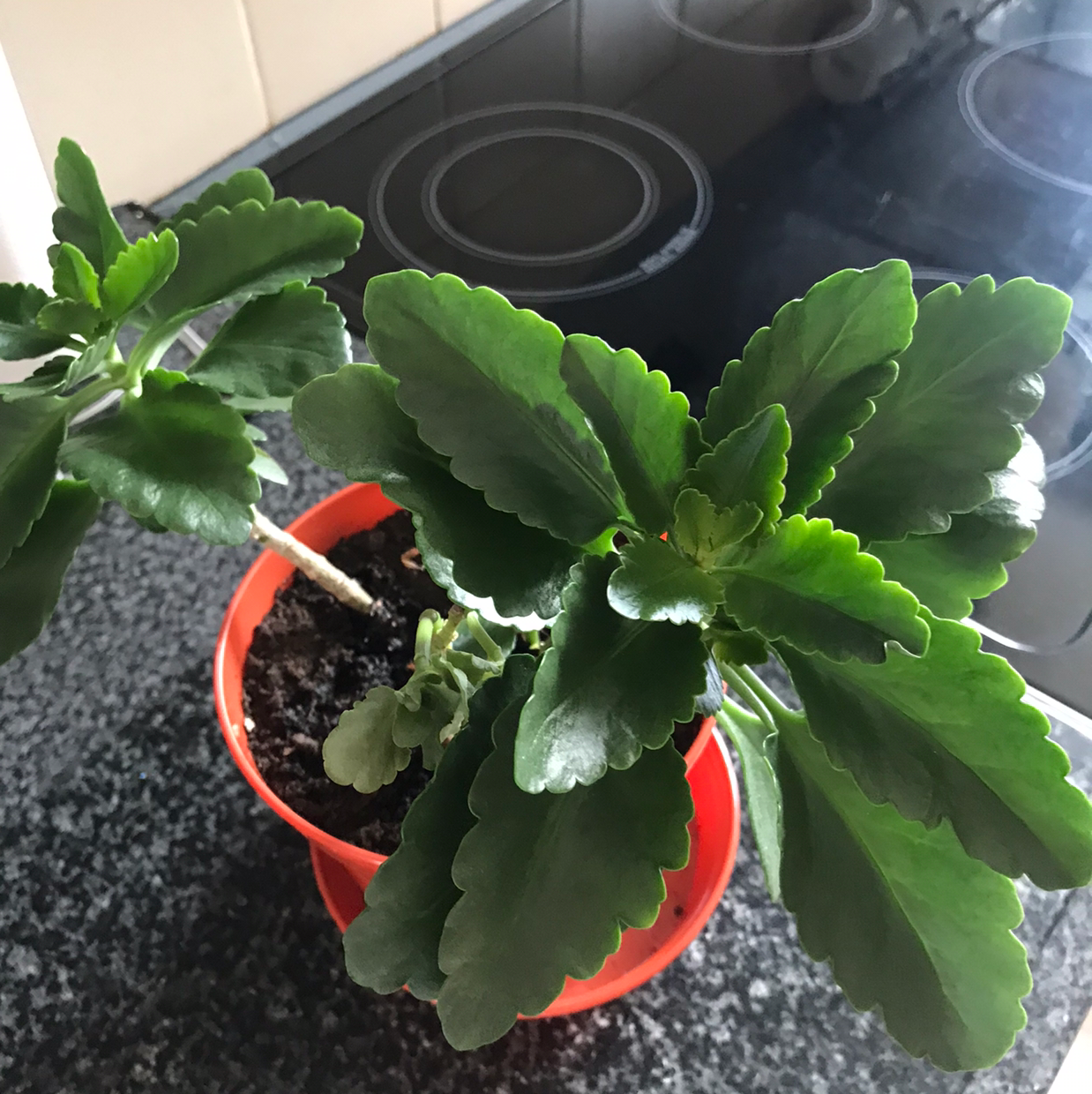 Photo of the plant species Cathedral Bells by @Dippy named Your plant on Greg, the plant care app