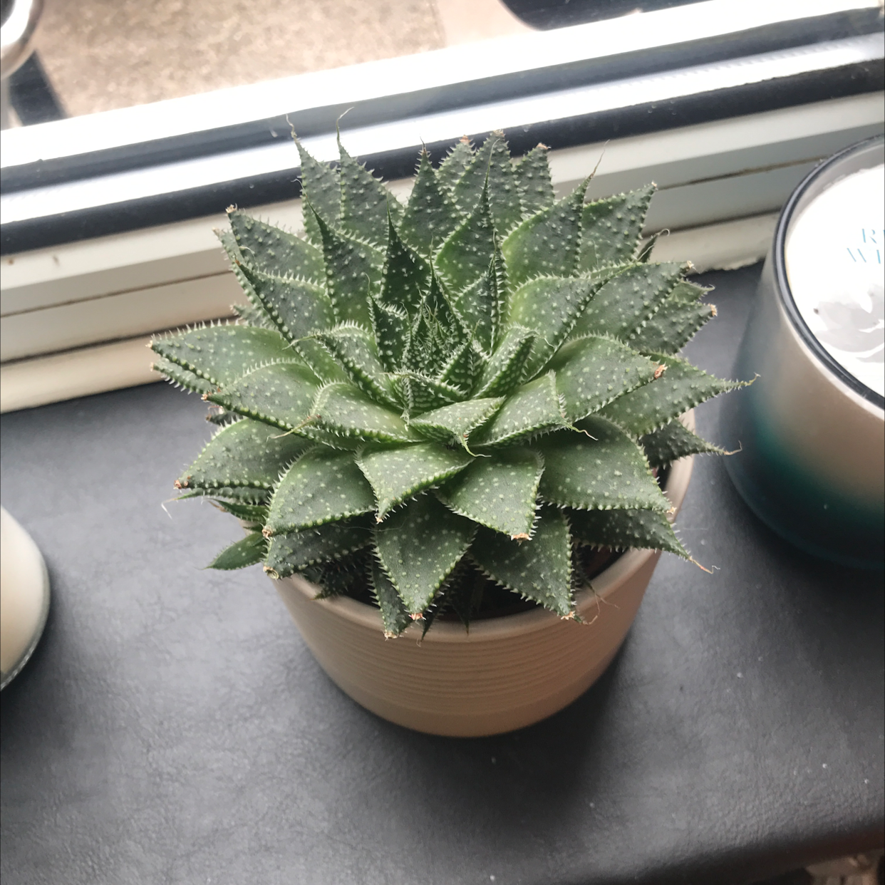 Aloe Aristata plant photo by @Dippy named Lace aloe on Greg, the plant care app.