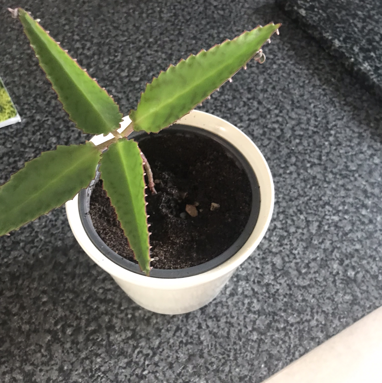 Mother of Thousands plant photo by @Dippy named Mother of thousands on Greg, the plant care app.