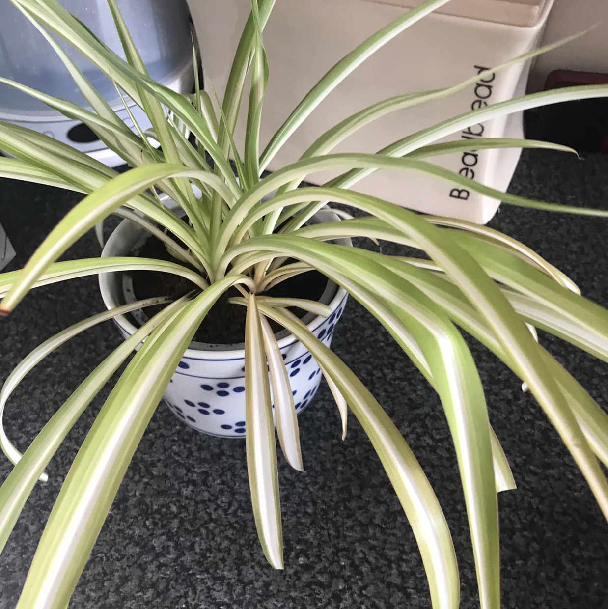 Spider Plant plant photo by @Dippy named Spider plant on Greg, the plant care app.