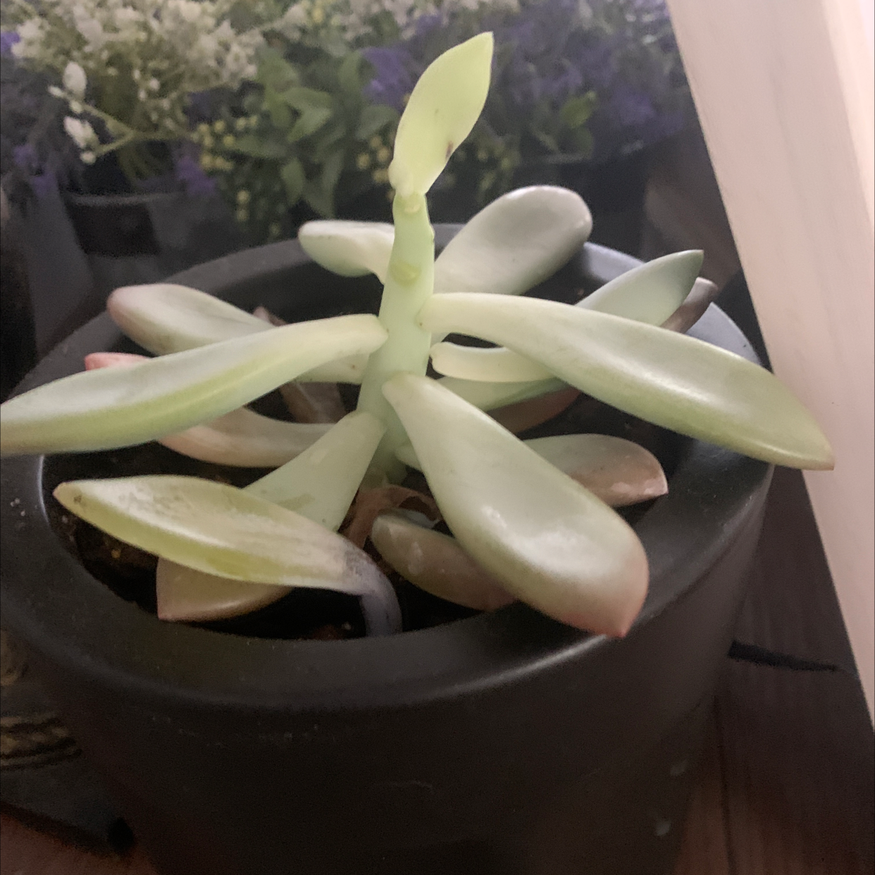 Curly Jade Succulent in a black pot with elongated, pale green leaves.