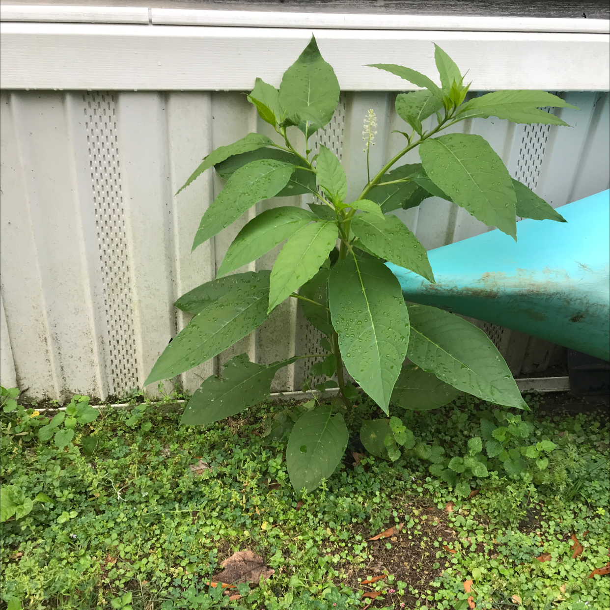 Healthy American Pokeweed plant with large green leaves growing outdoors.