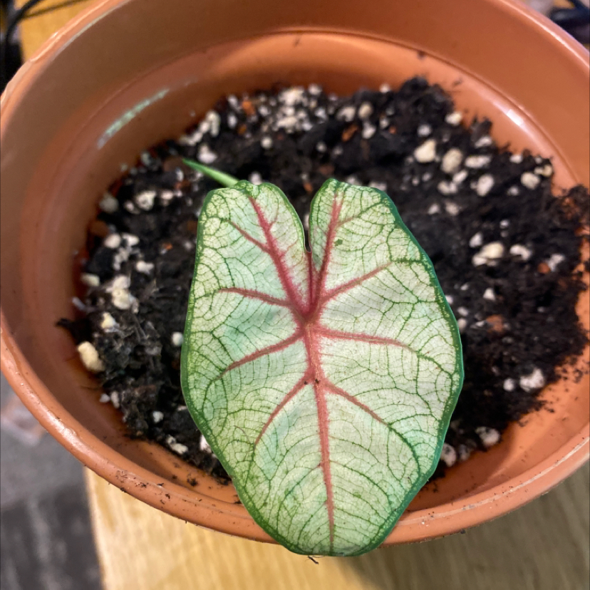 Photo of the plant species Fat Boy Philodendron by Tom named Tolkien on Greg, the plant care app