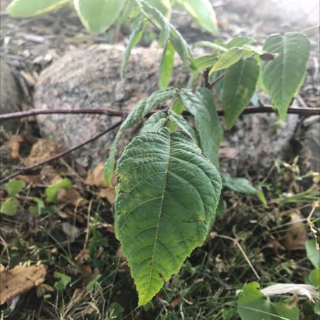 Photo of the plant species Black walnut by Stephanie named Your plant on Greg, the plant care app