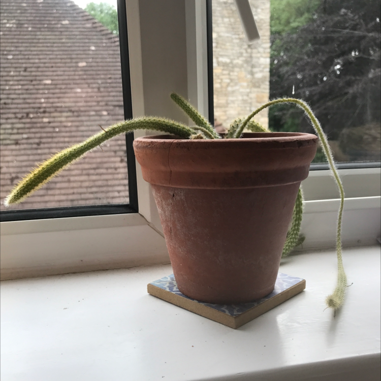 Rat Tail Cactus in a terracotta pot on a windowsill with elongated stems.