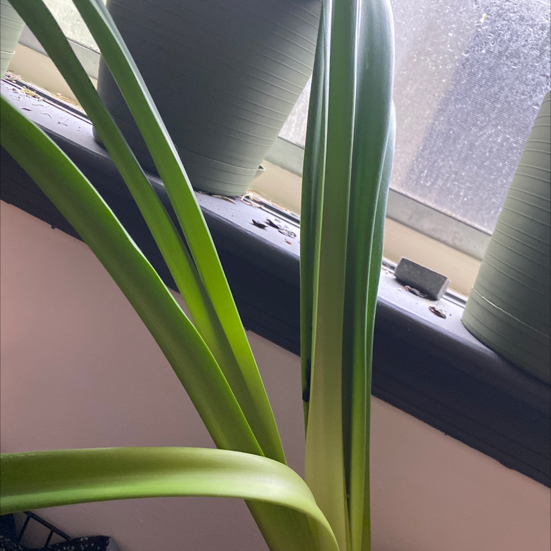 Striped-Tubed Amaryllis plant with long green leaves near a window with other pots in the background.
