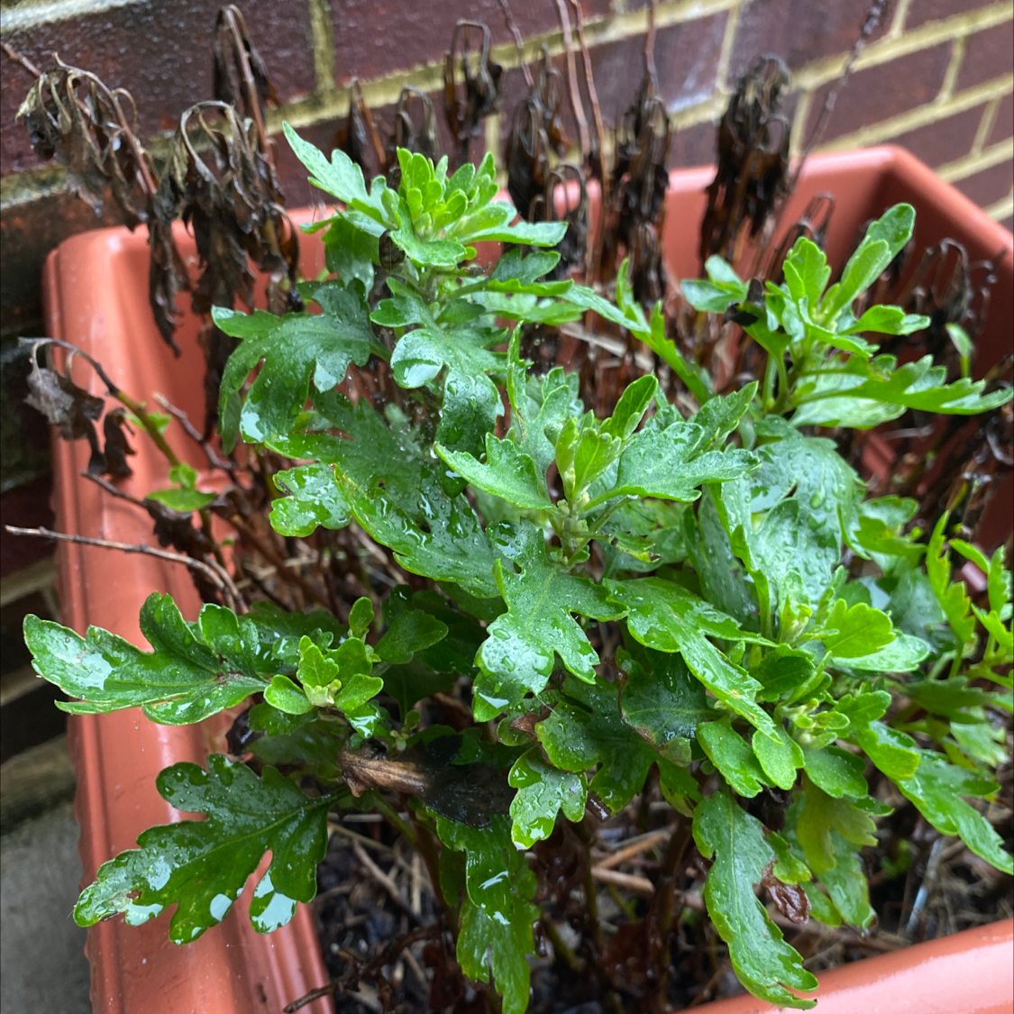 Photo of the plant species Mugwort by @Waldenselena named Orlando Bloom on Greg, the plant care app