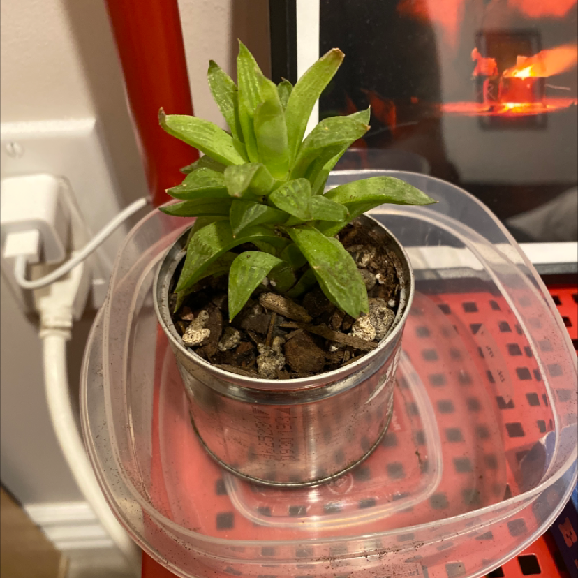 Star Cactus in a metal pot with visible soil, placed on a red surface.