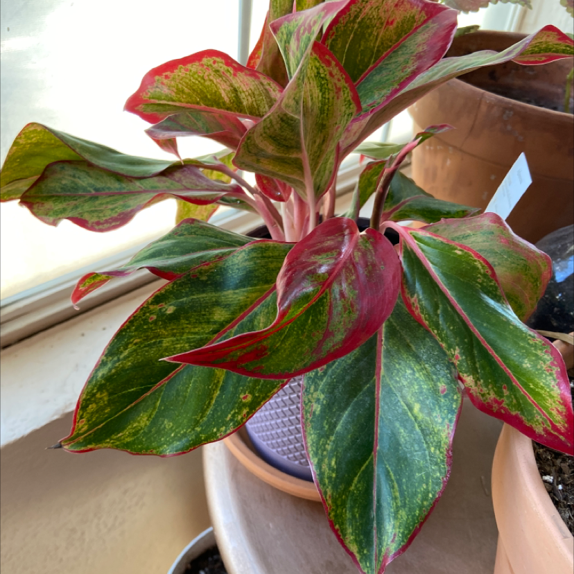 A healthy, variegated Ti plant with vibrant green, red and pink leaves in a brown ceramic pot, well-framed and in focus.