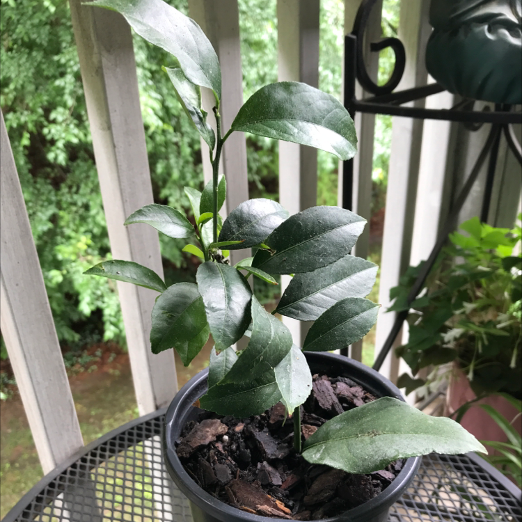 Potted oval kumquat plant with healthy green leaves on an outdoor table.