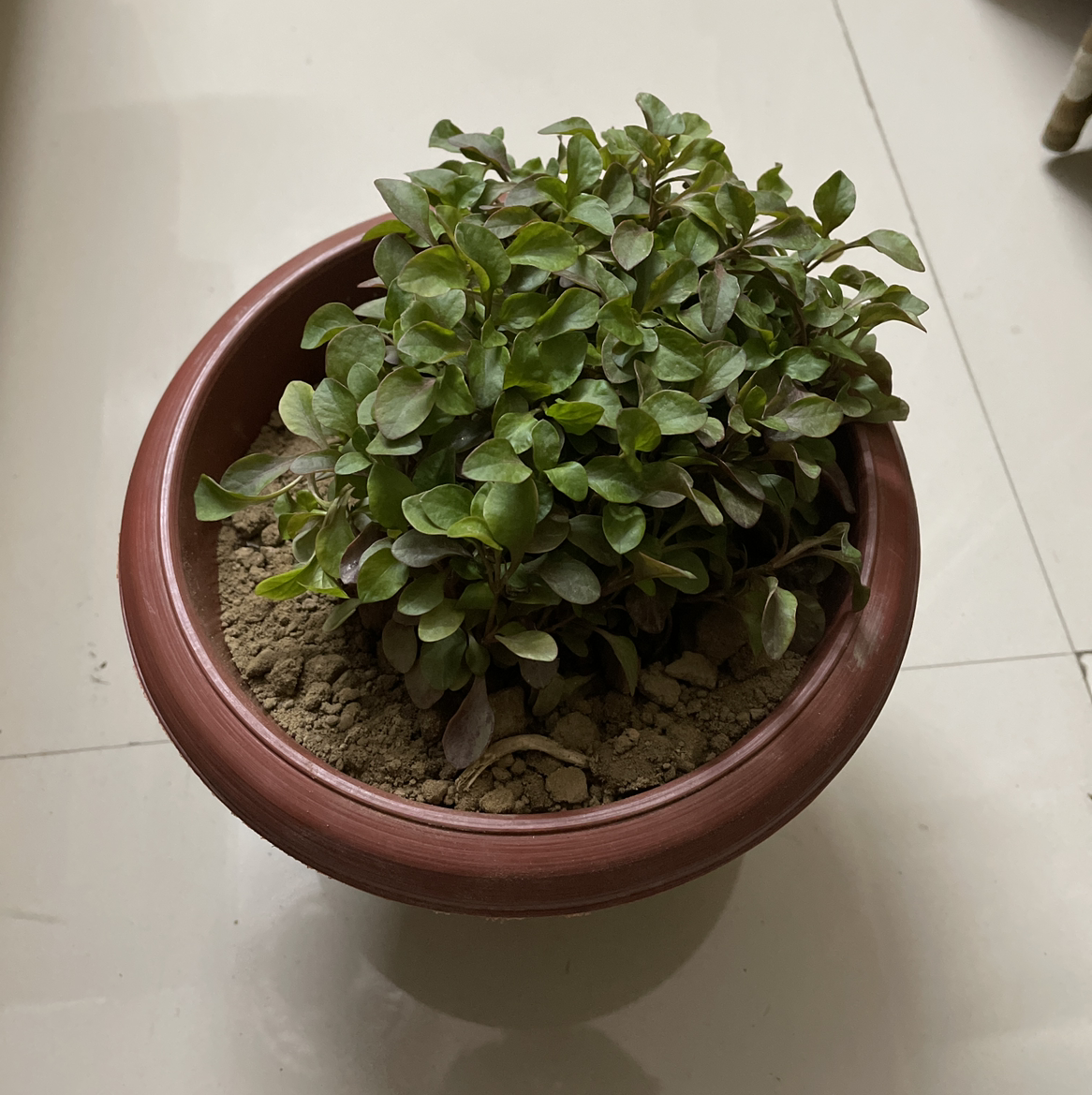 Potted Hairy Joyweed plant with green leaves and visible soil.