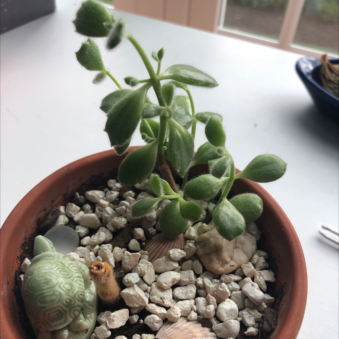 Bear's Paw plant in a pot with decorative elements and pebbles.