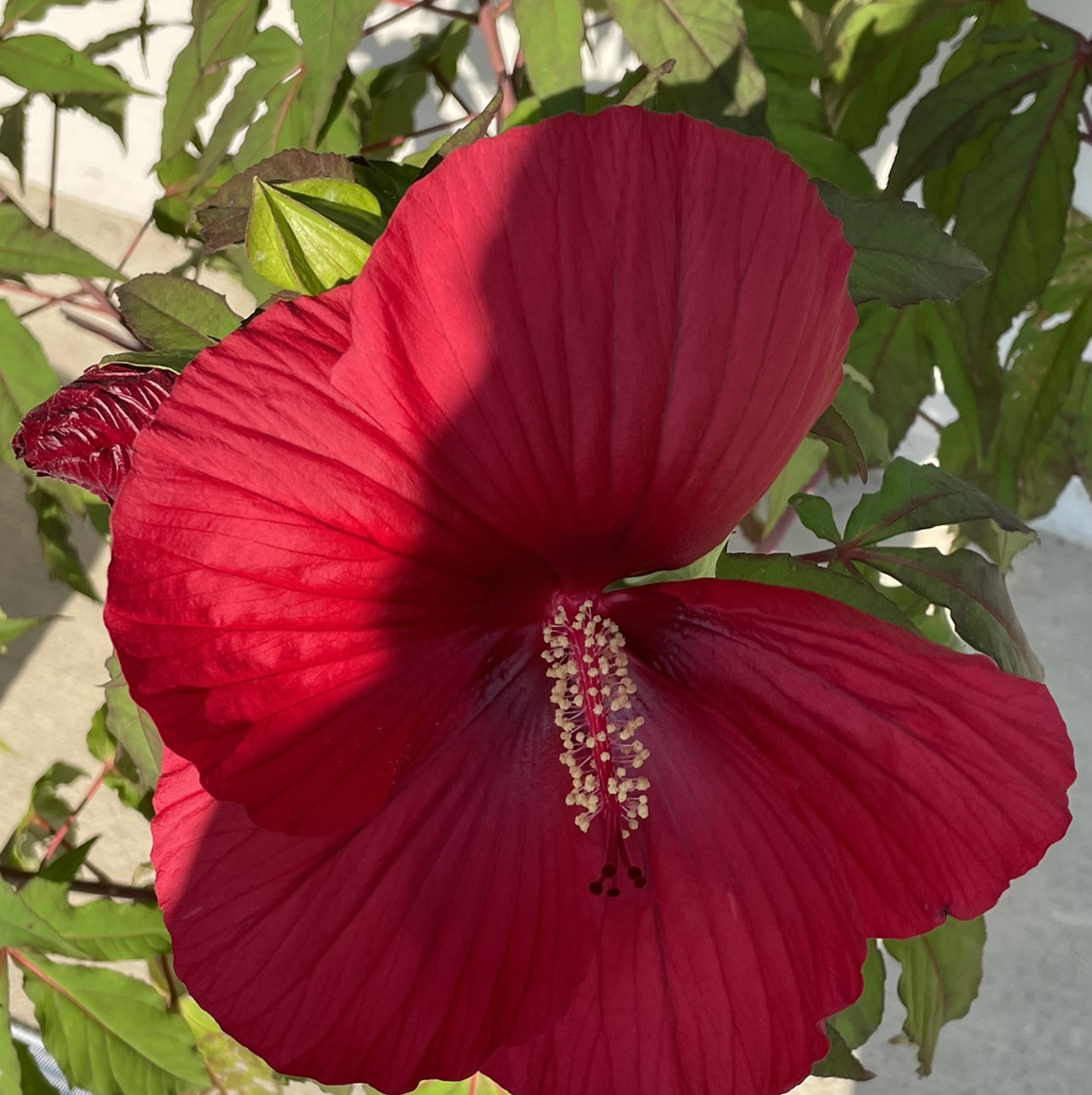 Crimsoneyed Rosemallow with a prominent red flower, well-centered and in focus.