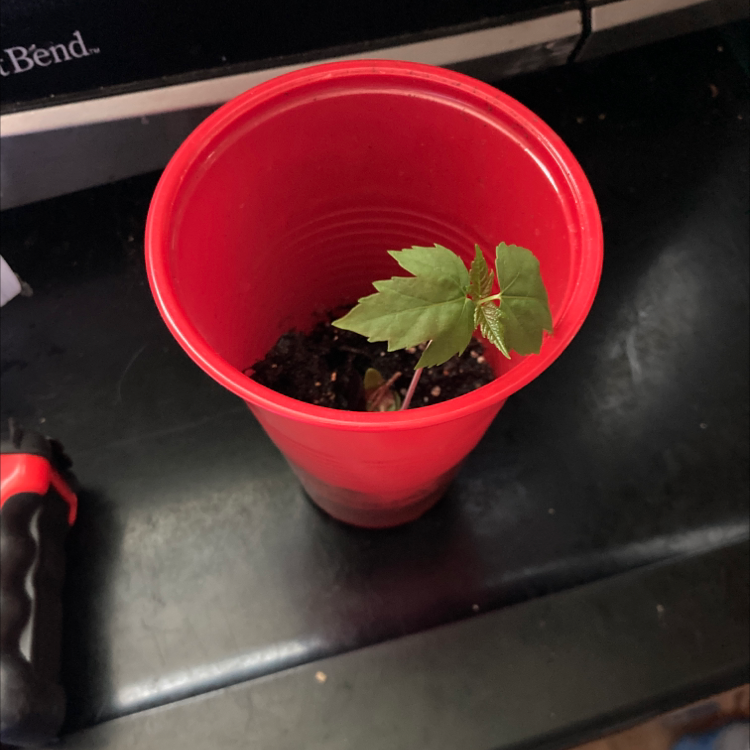 Small Japanese Maple plant in a red plastic cup with visible soil.