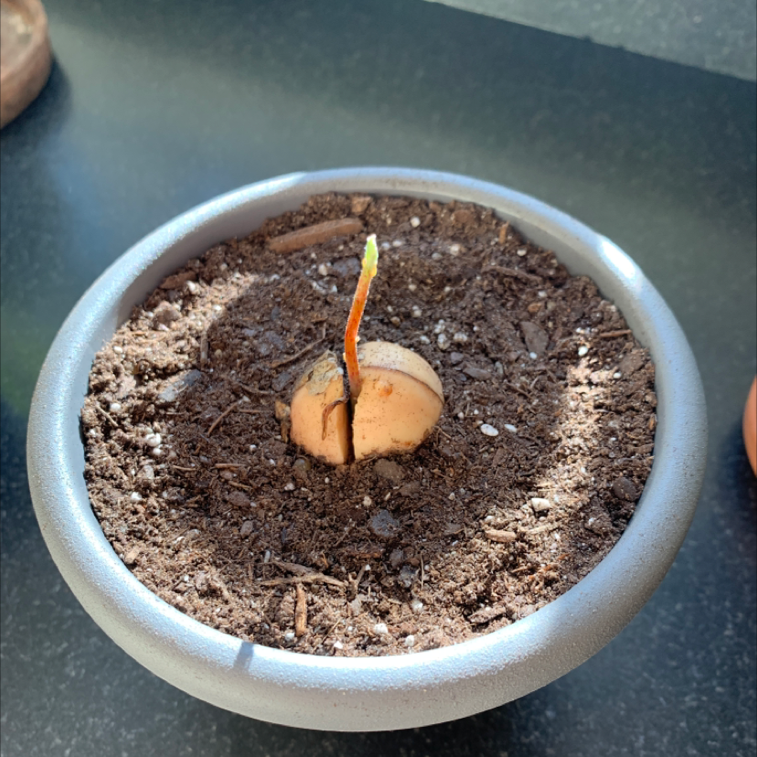 A young avocado seedling growing from a pit in a small pot, with two healthy green leaves emerging from a slender stem.