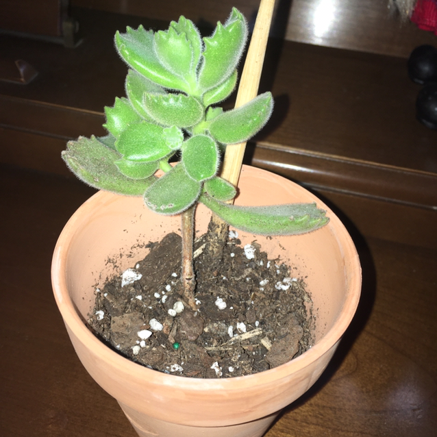 Bear's Paw plant photo by @WingsOfWarriors named Gerome on Greg, the plant care app.