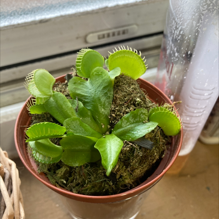 Red Piranha plant photo by @WingsOfWarriors named Corman on Greg, the plant care app.