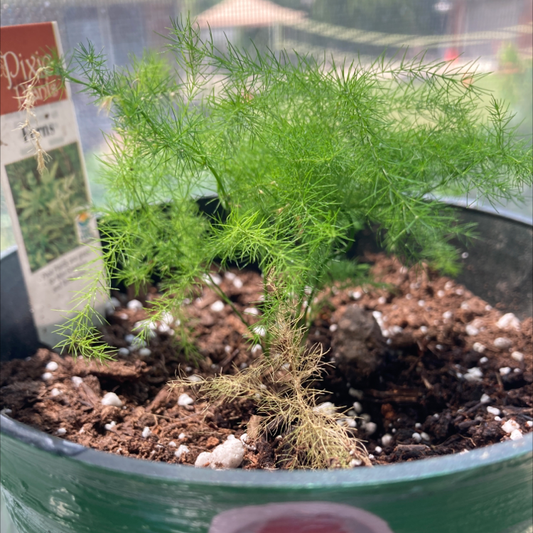 Healthy Asparagus Fern in a green plastic nursery pot. Lush green foliage, no signs of disease. Potting soil visible.