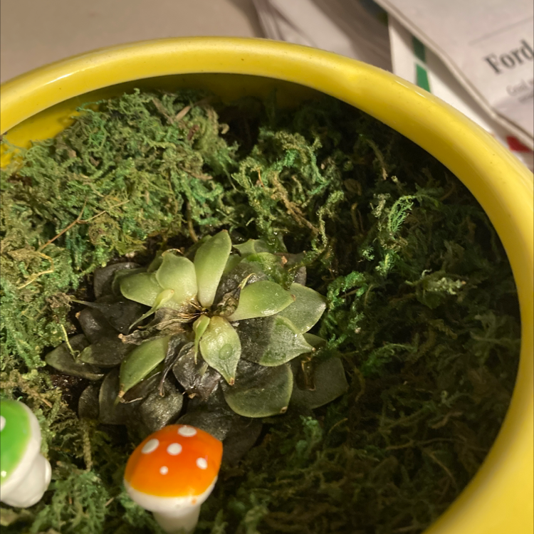 Small succulent in a yellow pot with moss and decorative mushrooms. Visible browning and black spots on leaves.