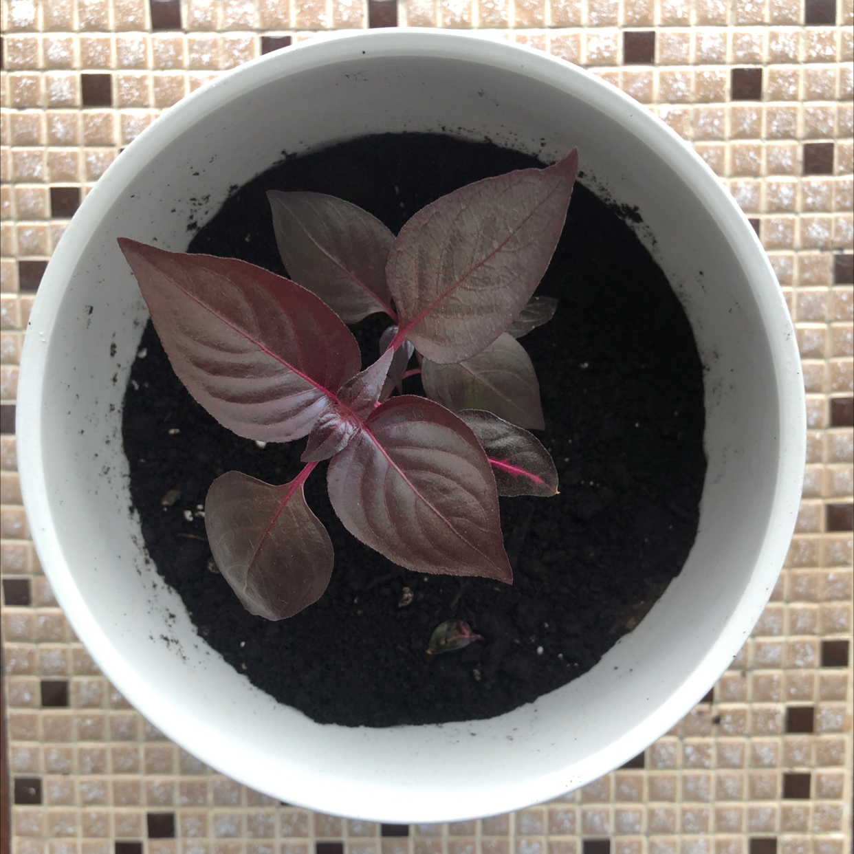 Potted Brazilian Joyweed plant with dark green to purplish leaves in a white pot.