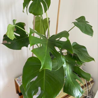 Monstera plant in Coulby Newham, England