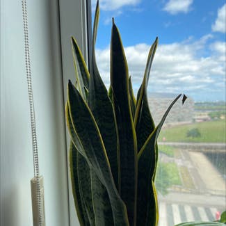 Snake Plant plant in Coulby Newham, England