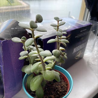 Jade plant in Coulby Newham, England