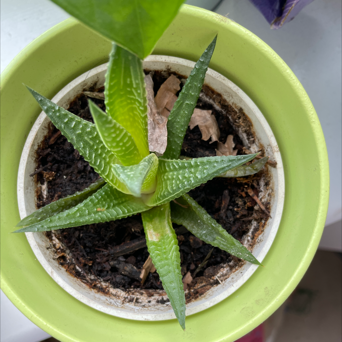 Fairy Washboard plant photo by Em named Simon on Greg, the plant care app.