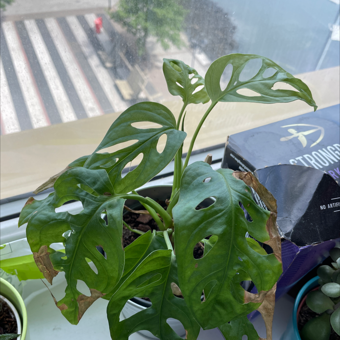 Window Leaf plant photo by Em named Steve on Greg, the plant care app.