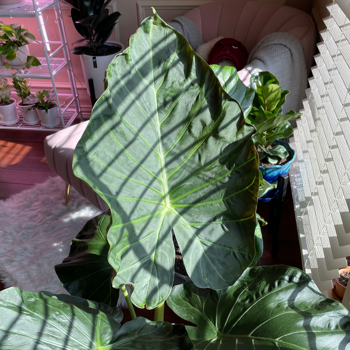 Healthy Elephant Ear Philodendron leaf indoors with natural light.