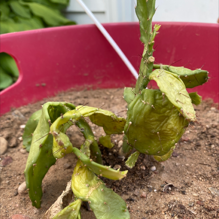 Brazilian Pricklypear plant in a pot with visible soil, showing yellowing and browning.