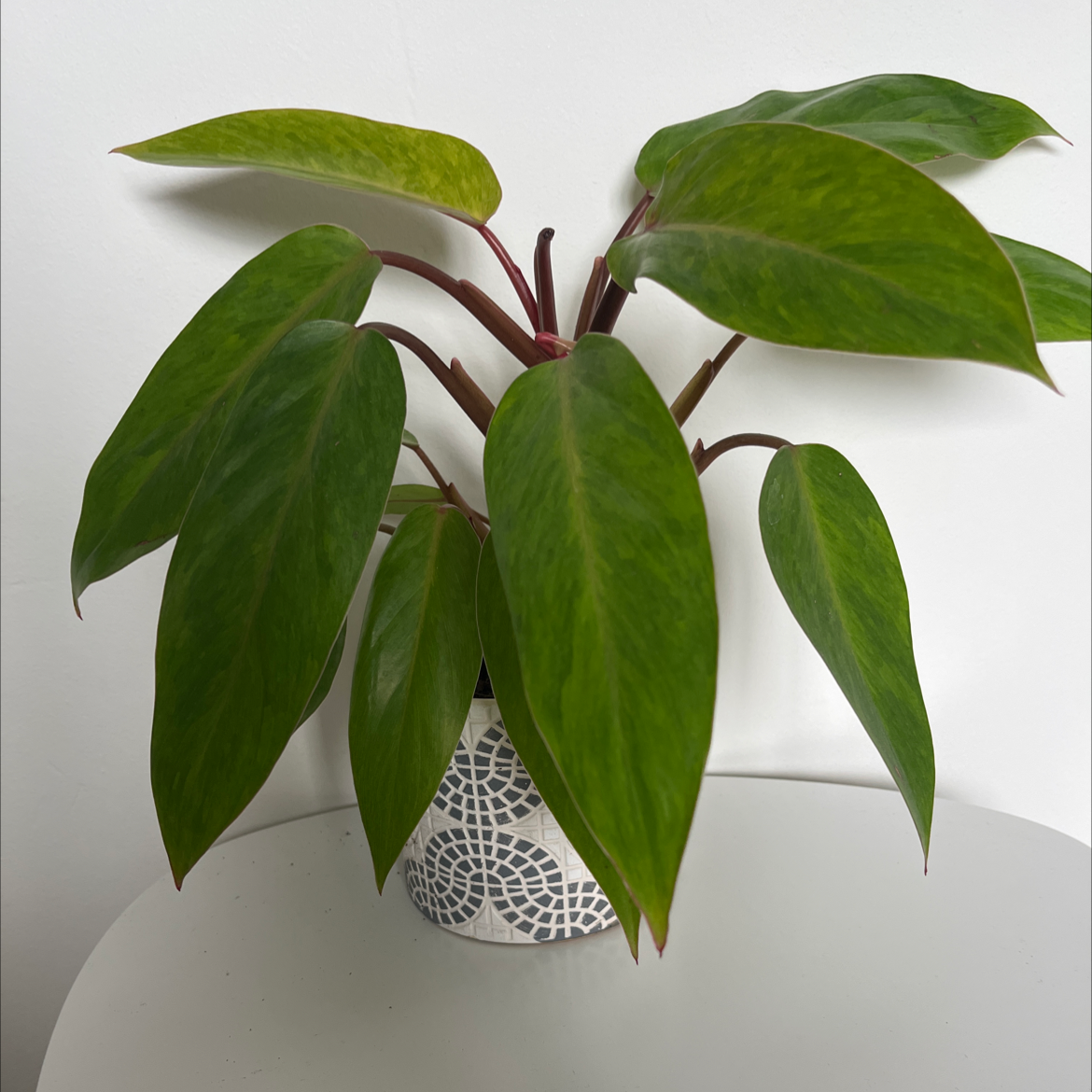 Philodendron 'Painted Lady' plant with vibrant green leaves and red stems in a decorative pot.
