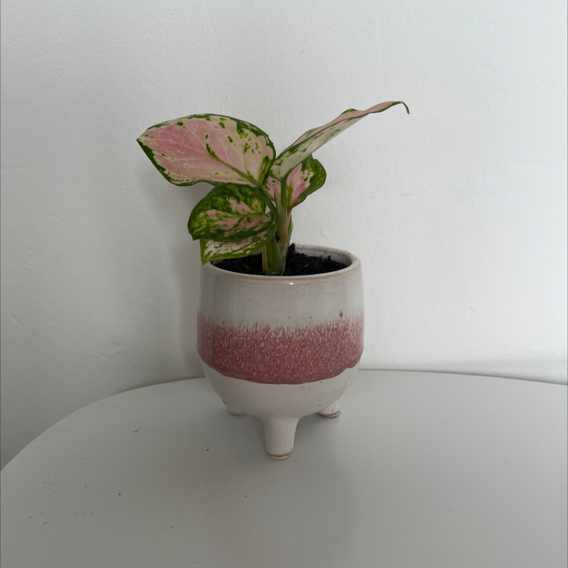 Potted Aglaonema 'Favonian' with pink and green variegated leaves.