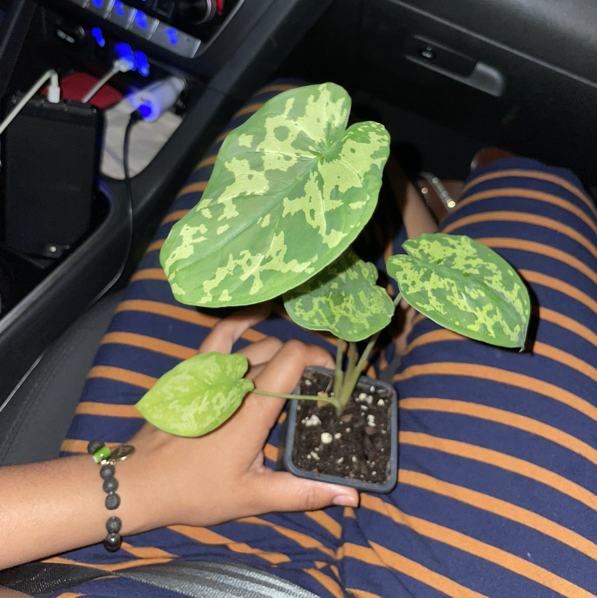 Photo of the plant species Caladium Hilo Beauty by @JasmineVeloz named Lol on Greg, the plant care app