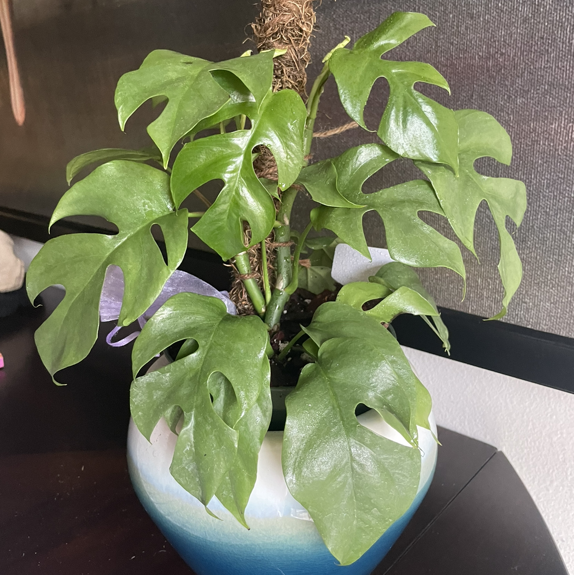 Mini Monstera plant photo by @JasmineVeloz named Fern ￼ on Greg, the plant care app.