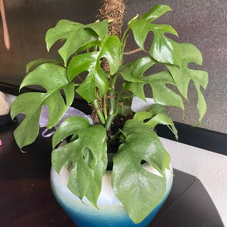Mini Monstera plant in Orlando, Florida
